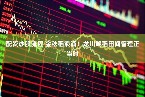 配资炒股流程 金秋稻浪涌！龙川晚稻田间管理正当时
